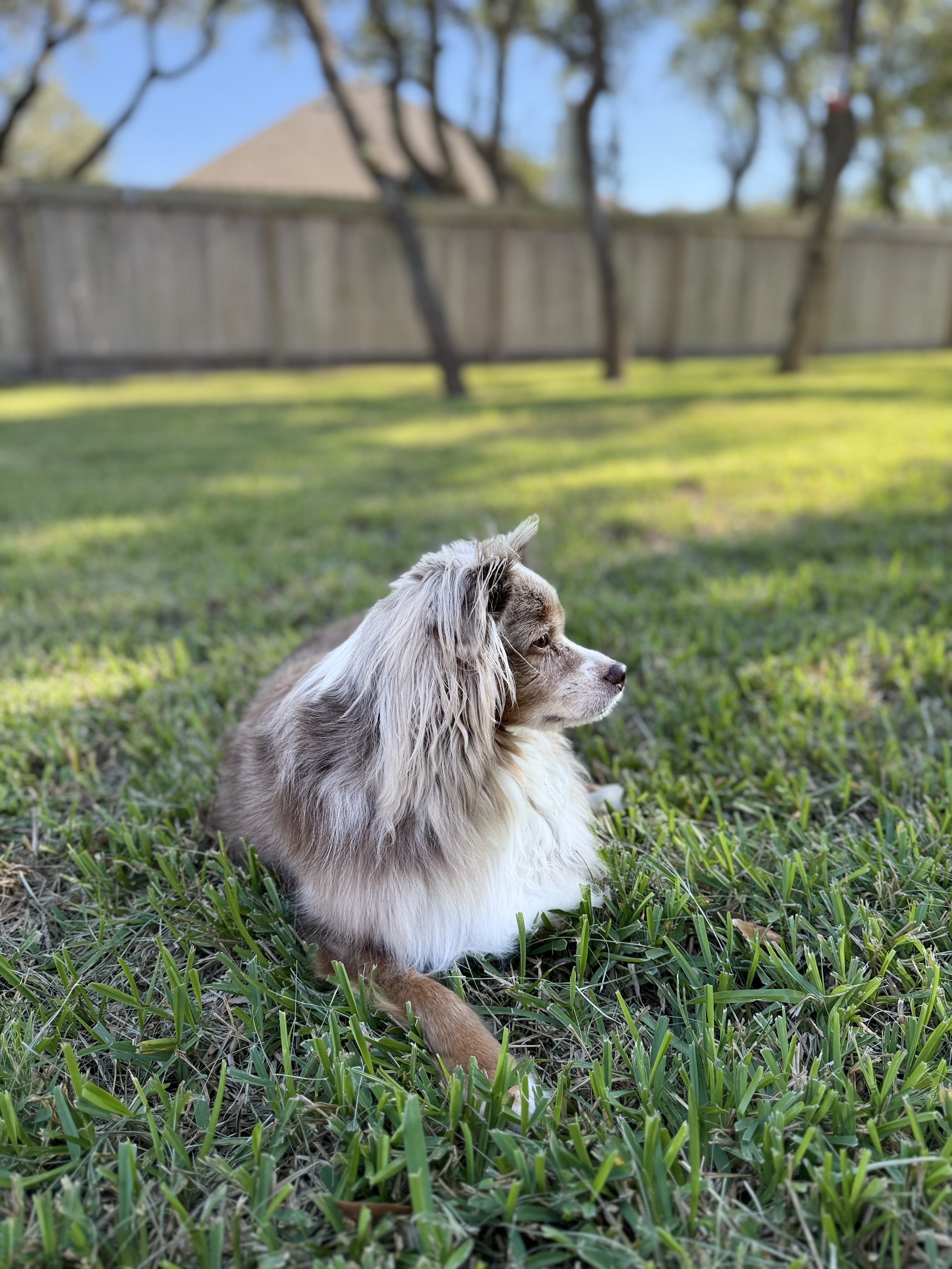 Francis, the Mini Australian Shepherd mascot of Franc's Clutter Co